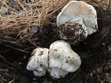 Tricholoma pardinum image
