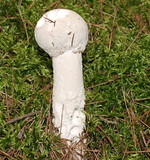 Hypomyces hyalinus image