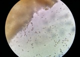 Tylopilus sordidus image