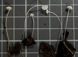Hemimycena subimmaculata image