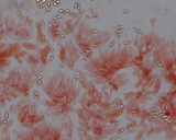Hemimycena subimmaculata image