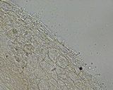 Hemimycena subimmaculata image