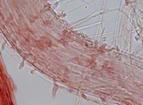 Hemimycena subimmaculata image