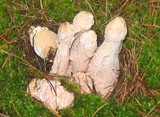 Hypomyces hyalinus image