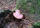 Ganoderma meredithiae image
