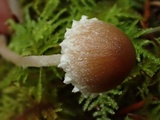 Psathyrella paradoxa image