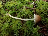 Psathyrella paradoxa image