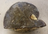 Fomes fasciatus image