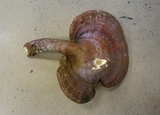 Ganoderma meredithiae image