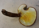 Ganoderma meredithiae image