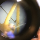 Rickenella fibula image