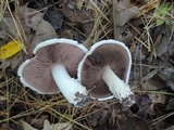 Agaricus andrewii image