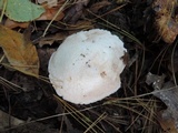Agaricus andrewii image