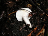 Hygrophorus eburneus image