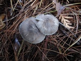 Tricholoma atrosquamosum image