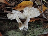 Tricholoma atrosquamosum image