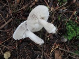 Tricholoma atrosquamosum image