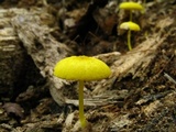 Pluteus chrysophlebius image