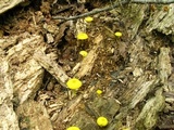 Pluteus chrysophlebius image
