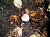 Inocybe geophylla var. lilacina image