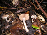 Inocybe geophylla var. lilacina image