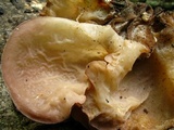 Auricularia fuscosuccinea image
