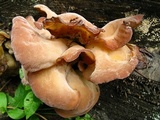 Auricularia fuscosuccinea image