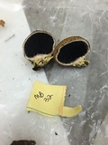 Scleroderma areolatum image