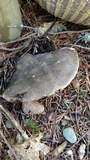 Russula nigricans image