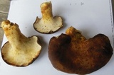 Scutiger pes-caprae image