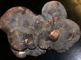 Albatrellus flettii image