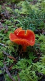 Hygrocybe miniata image