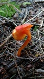 Hygrocybe miniata image