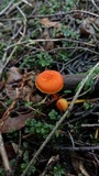 Hygrocybe miniata image