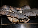 Albatrellus flettii image
