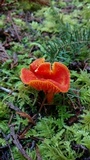 Hygrocybe miniata image