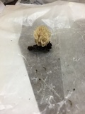 Clavulina coralloides image