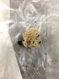 Clavulina coralloides image