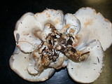 Albatrellus flettii image