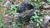 Russula nigricans image