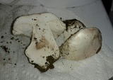 Amanita silvicola image