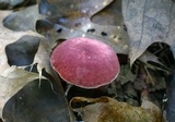 Gyroporus purpurinus image