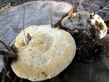 Onnia tomentosa image