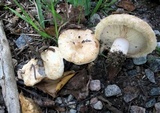 Lactarius pubescens image
