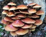 Pholiota squarrosoides image