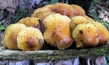 Pholiota squarrosoides image