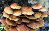 Pholiota squarrosoides image
