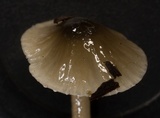 Mycena quiniaultensis image