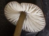Mycena quiniaultensis image