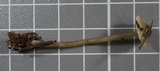 Mycena quiniaultensis image